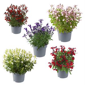 Afbeelding van EJ Salvia P19 Mirage greggi divers